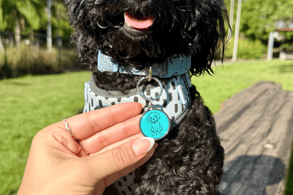 The QR Code Dog Tag Protecting Aussie Dogs