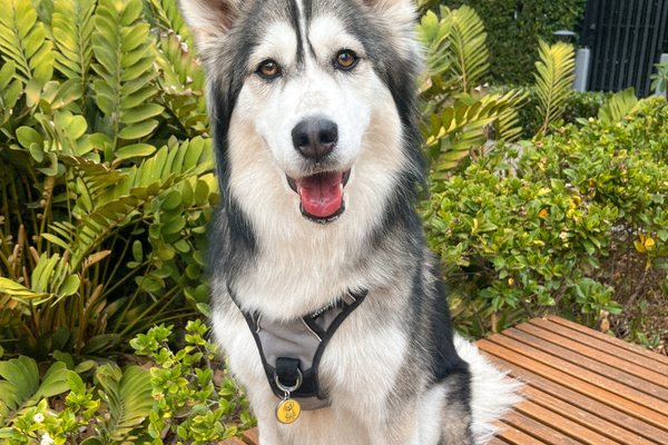 Husky wearing a Classic Pup ID Tag