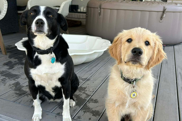 Two dogs wearing Pup ID Tags