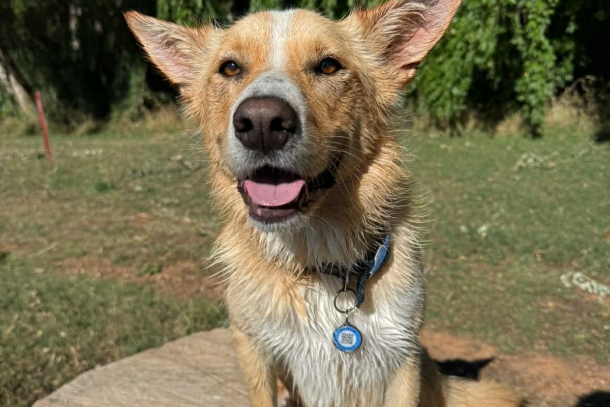 A Border Collie wearing an Ocean Blue Pup ID Tag.