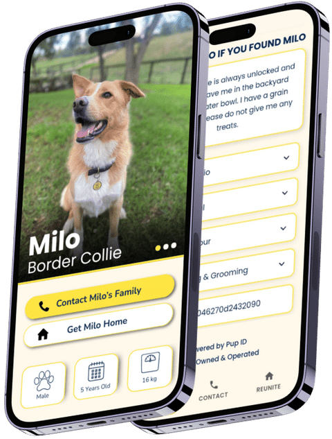 Australia's Smart Dog Tag