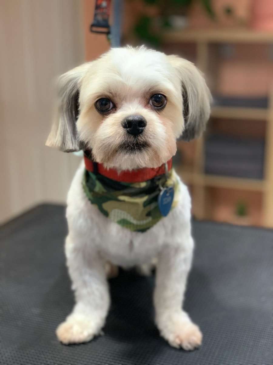 Scar: The inspiration behind the Pup ID Story