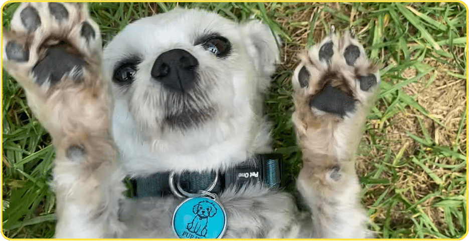 Dog wearing a Pup ID tag